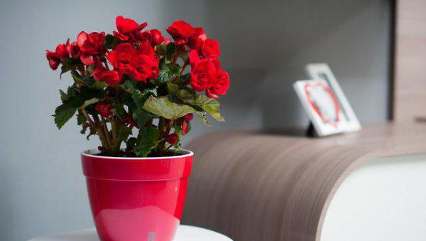 四季海棠繁殖方法和注意事项