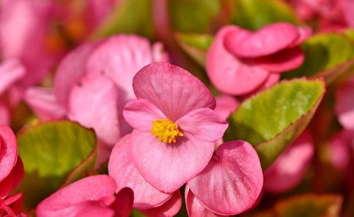 四季海棠繁殖方法和注意事项