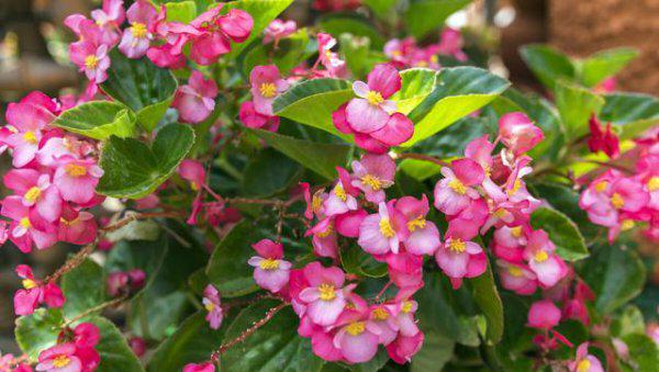 四季海棠繁殖方法和注意事项