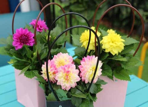 小丽花适合大盆还是小盆