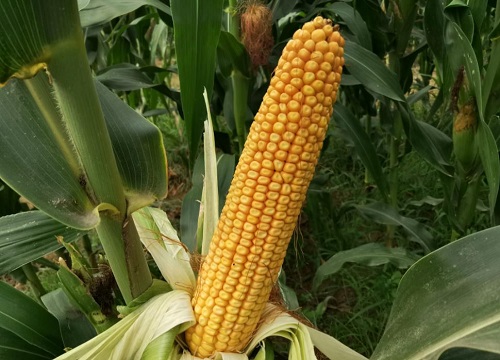 郁青358玉米品种介绍