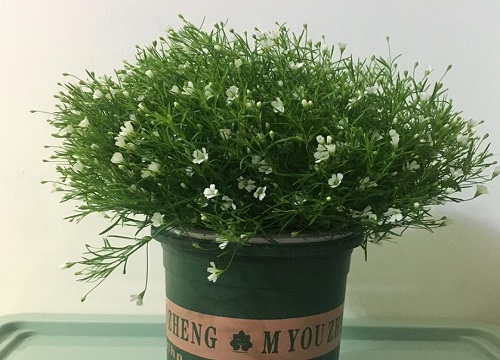 满天星花能放卧室吗