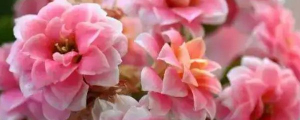 怎样挑选长寿花冬季开花