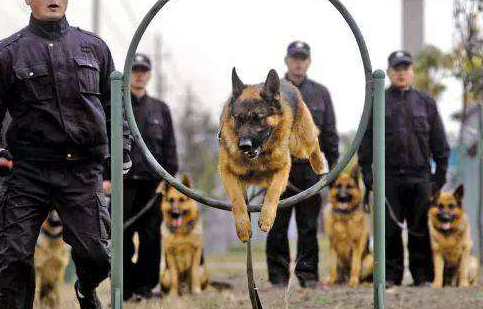 德牧是禁养犬吗