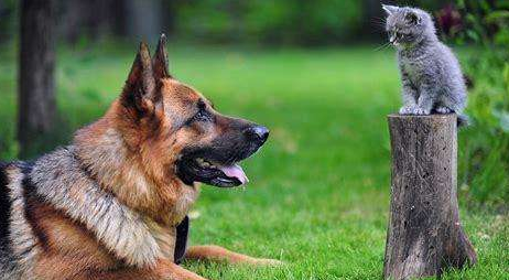 德牧是禁养犬吗