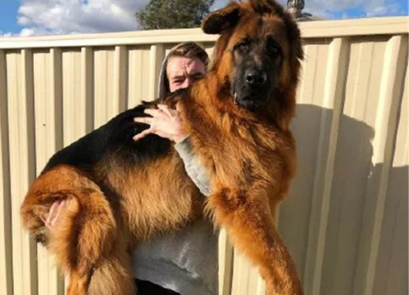 德牧是禁养犬吗