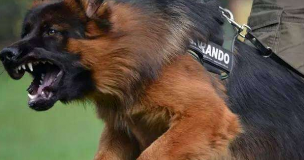 德牧是禁养犬吗