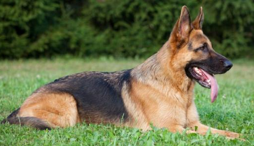 德牧是禁养犬吗