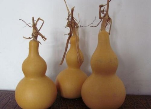 小葫芦龙头怎么修剪好看