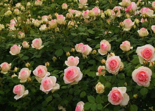 爬藤月季不爬藤怎么办