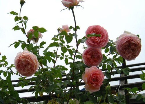 爬藤月季不爬藤怎么办