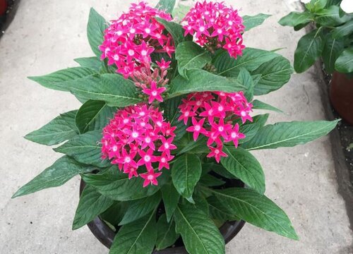 五星花花期是什么时候