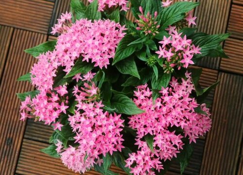 五星花花期是什么时候