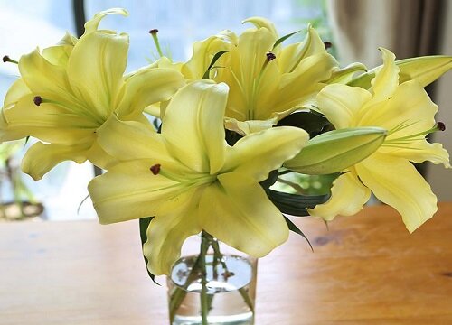 百合炭疽病的发病原因与治疗方法