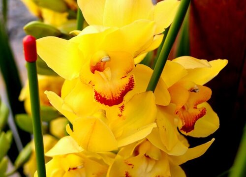 8月养护兰花应该怎样做好这个施肥的改变