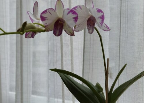 8月养护兰花应该怎样做好这个施肥的改变