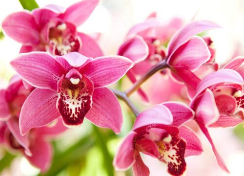 8月养护兰花应该怎样做好这个施肥的改变