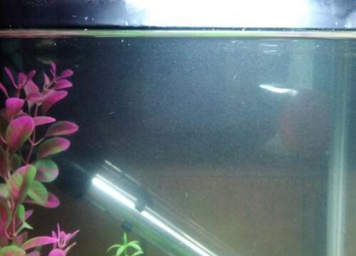 鱼缸水浇花好吗