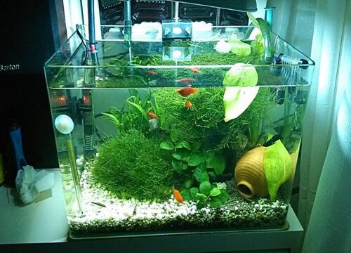 鱼缸水浇花好吗