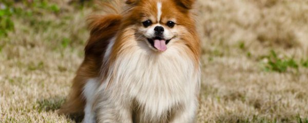 什么属相的人养狗吉利