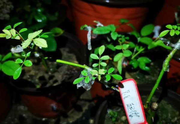 嫁接月季多久能发芽