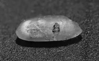 米袋里黑色小虫怎么办