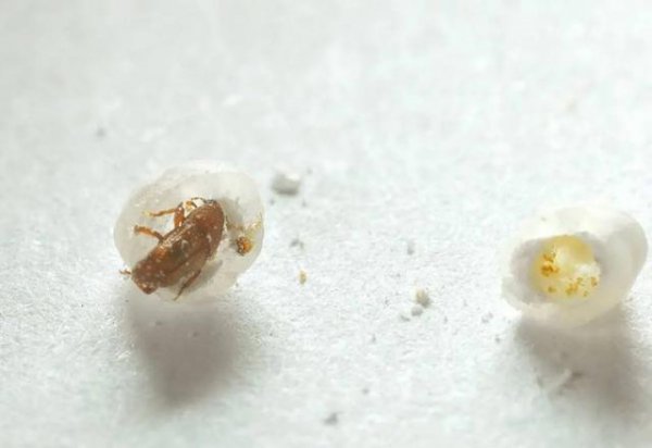 米袋里黑色小虫怎么办