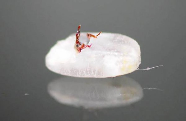 米袋里黑色小虫怎么办