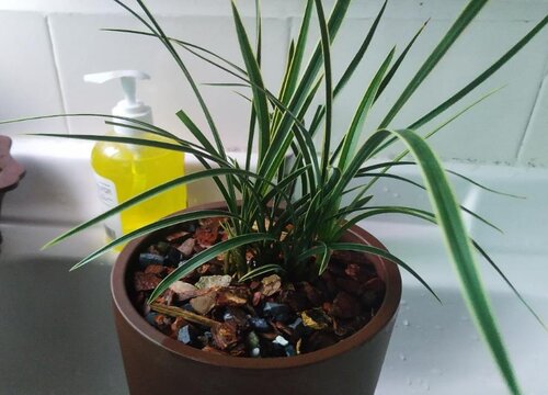 开春如何养兰花避免花梗发软倒伏