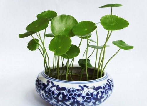 铜钱草可以浇啤酒水吗