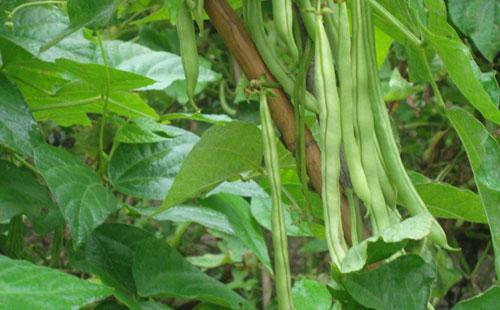 豆角幼苗叶子发黄是什么原因