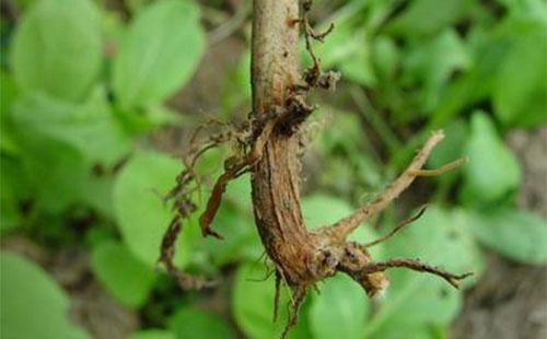 豆角幼苗叶子发黄是什么原因