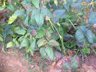 豆角幼苗叶子发黄是什么原因