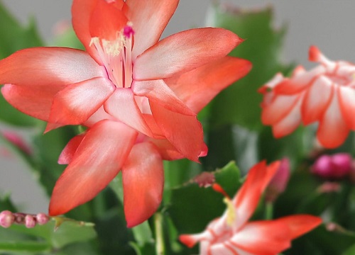 蟹爪兰夏季为什么要剪去一些新叶子