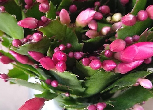 蟹爪兰夏季为什么要剪去一些新叶子