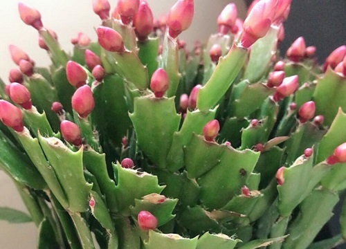 蟹爪兰夏季为什么要剪去一些新叶子