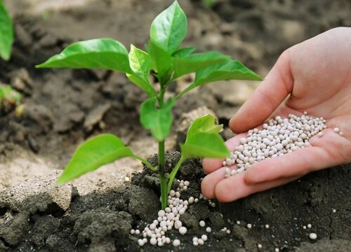 磷元素对植物的作用