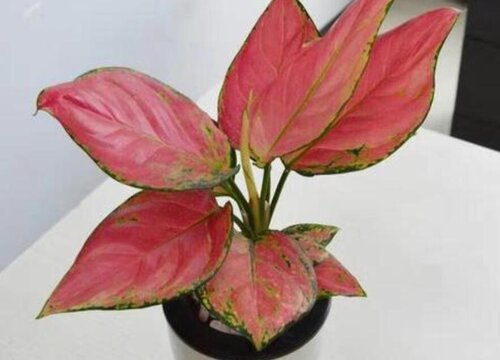 吉利红好养活吗