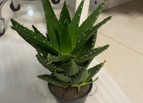 芦荟换土怎么换