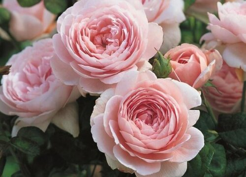 朱丽叶是藤本还是灌木植物