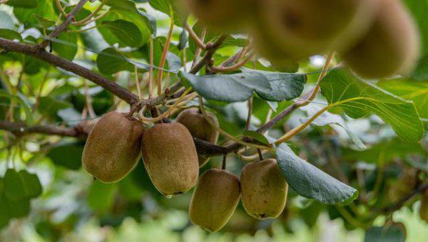 猕猴桃花腐病用什么药防治