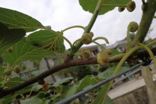 猕猴桃花腐病用什么药防治