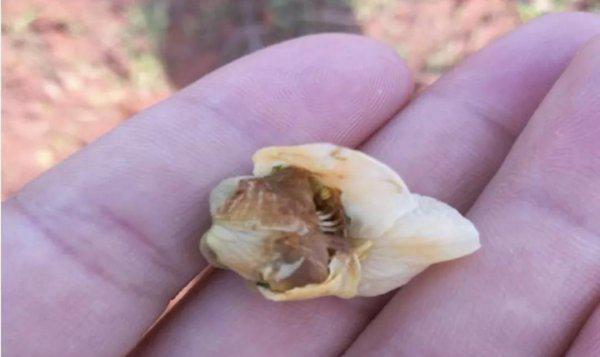 猕猴桃花腐病用什么药防治