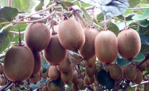 猕猴桃花腐病用什么药防治