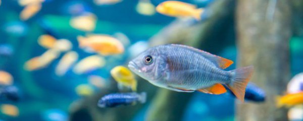 金鱼池里面放什么物件聚财