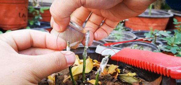 一株月季开出不同颜色的花