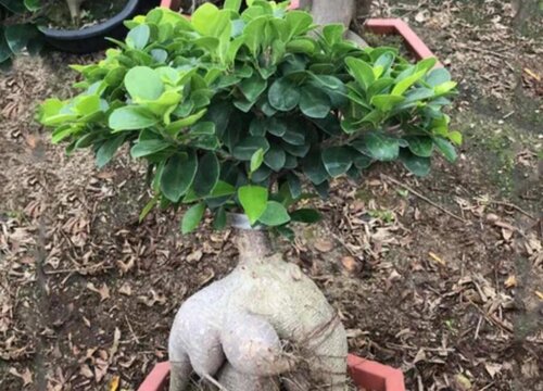 榕树怎么过冬天