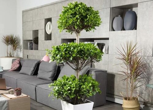 榕树怎么过冬天