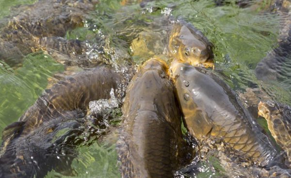 钓鱼用什么饵料鱼容易上钩