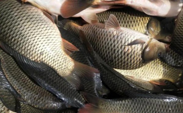 钓鱼用什么饵料鱼容易上钩